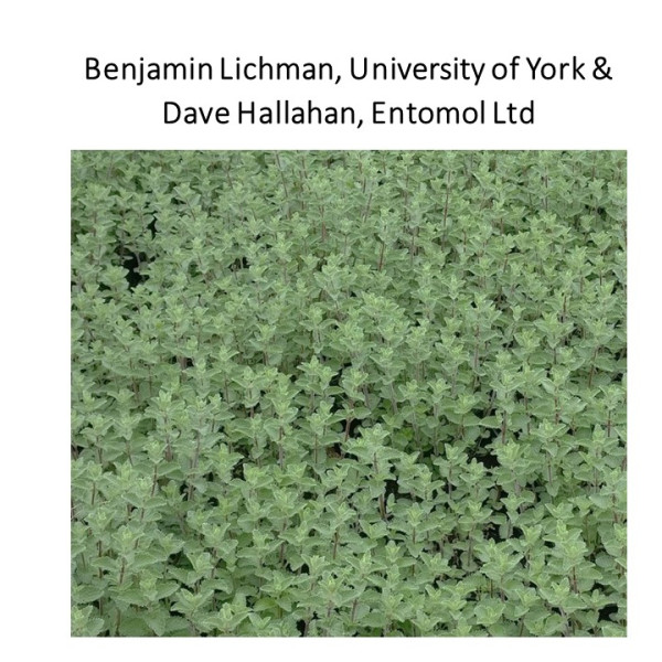 POC-HVB-202304 Lichman CASE STUDY thumbnail