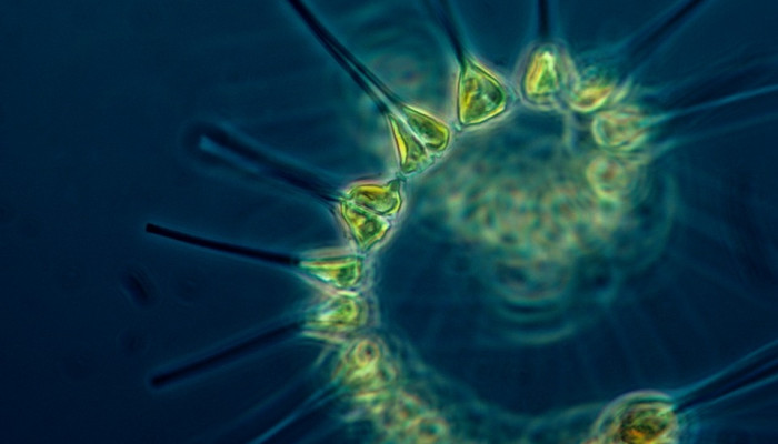 phytoplankton-1348508_960_720